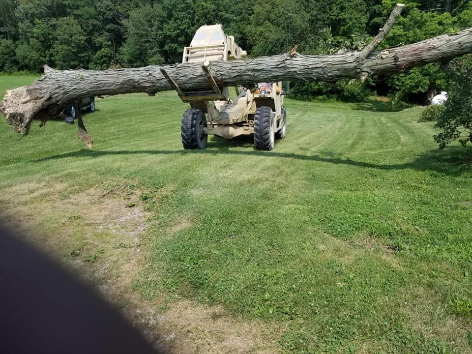 Tree removal professional service