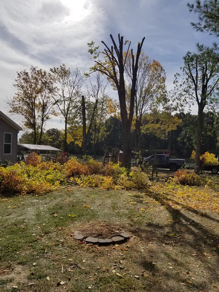 Tree trimming professional service