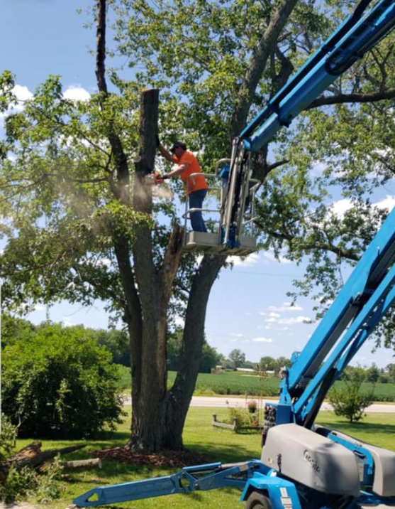 Tree Trimming